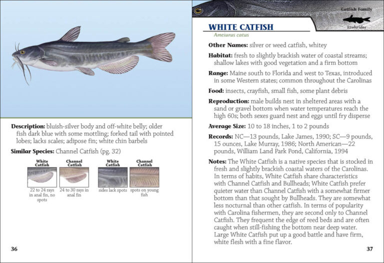 Freshwater Fish of the Carolinas Field Guide - AdventureKEEN Shop