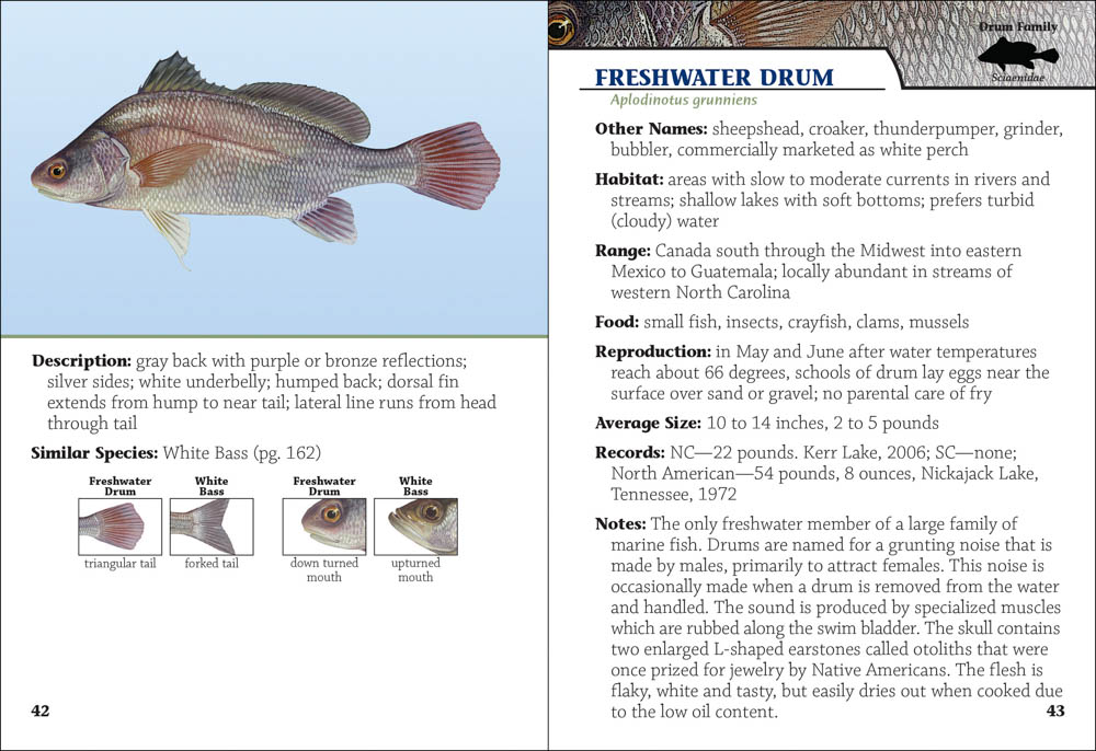 Freshwater Fish of the Carolinas Field Guide - AdventureKEEN Shop