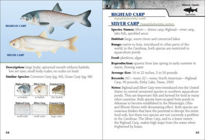 Freshwater Fish of the Carolinas Field Guide - Image 4