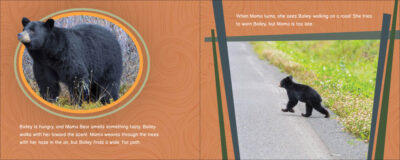 Bailey the Bear Needs Help! - Image 3