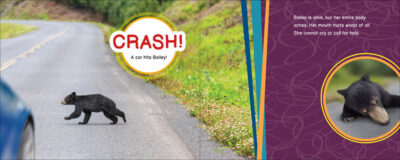 Bailey the Bear Needs Help! - Image 4