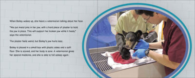 Bailey the Bear Needs Help! - Image 5