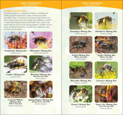 Common Native Bees of the Western United States - Image 3