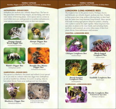Common Native Bees of the Western United States - Image 4