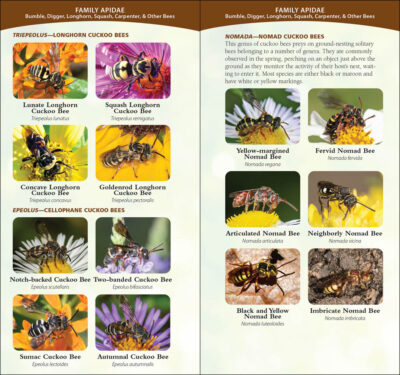 Common Native Bees of the Western United States - Image 5