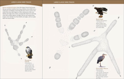 Bird Tracks - Image 2