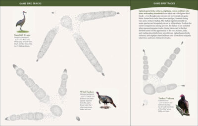 Bird Tracks - Image 3