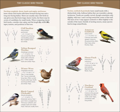 Bird Tracks - Image 4
