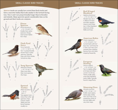 Bird Tracks - Image 5