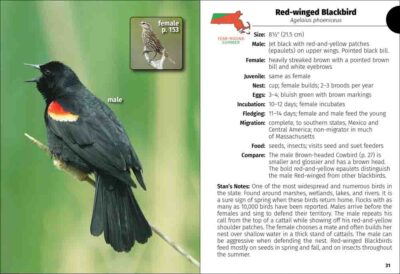 Birds of Massachusetts Field Guide - Image 2