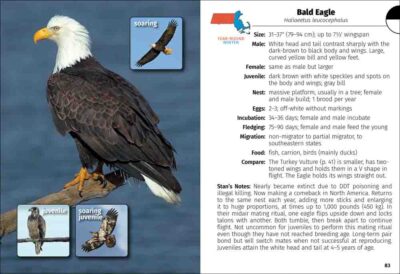 Birds of Massachusetts Field Guide - Image 3