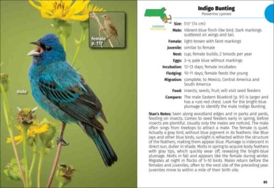 Birds of Massachusetts Field Guide - Image 4