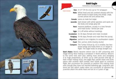 Birds of Connecticut & Rhode Island Field Guide - Image 4