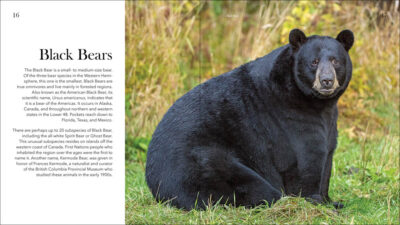 Bears of North America - Image 2