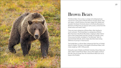 Bears of North America - Image 3