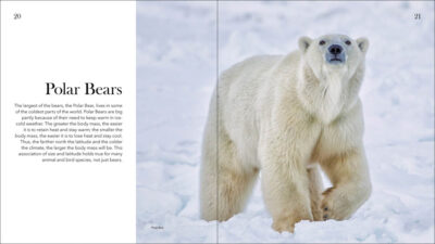 Bears of North America - Image 4