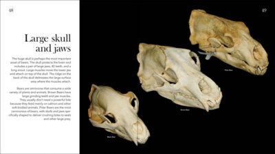 Bears of North America - Image 5