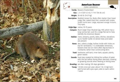 Mammals of Arizona Field Guide - Image 2