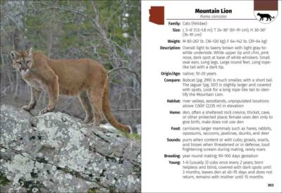 Mammals of Arizona Field Guide - Image 4