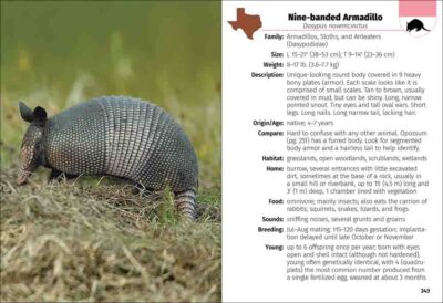 Mammals of Texas Field Guide - Image 3