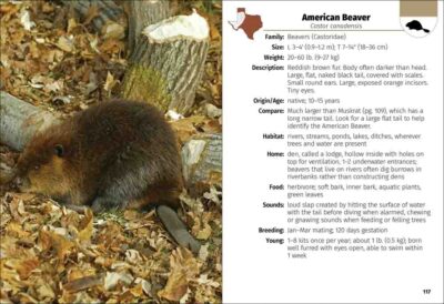Mammals of Texas Field Guide - Image 4