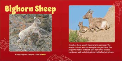 Mountain Mamas & Babies - Image 2