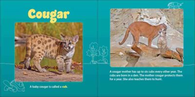 Mountain Mamas & Babies - Image 5