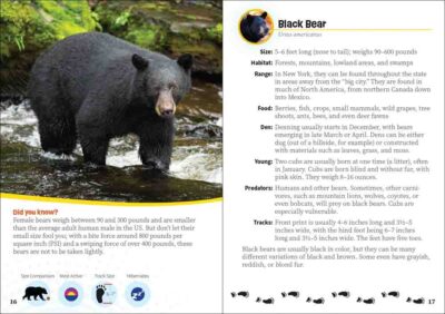 Critters of New York - Image 3