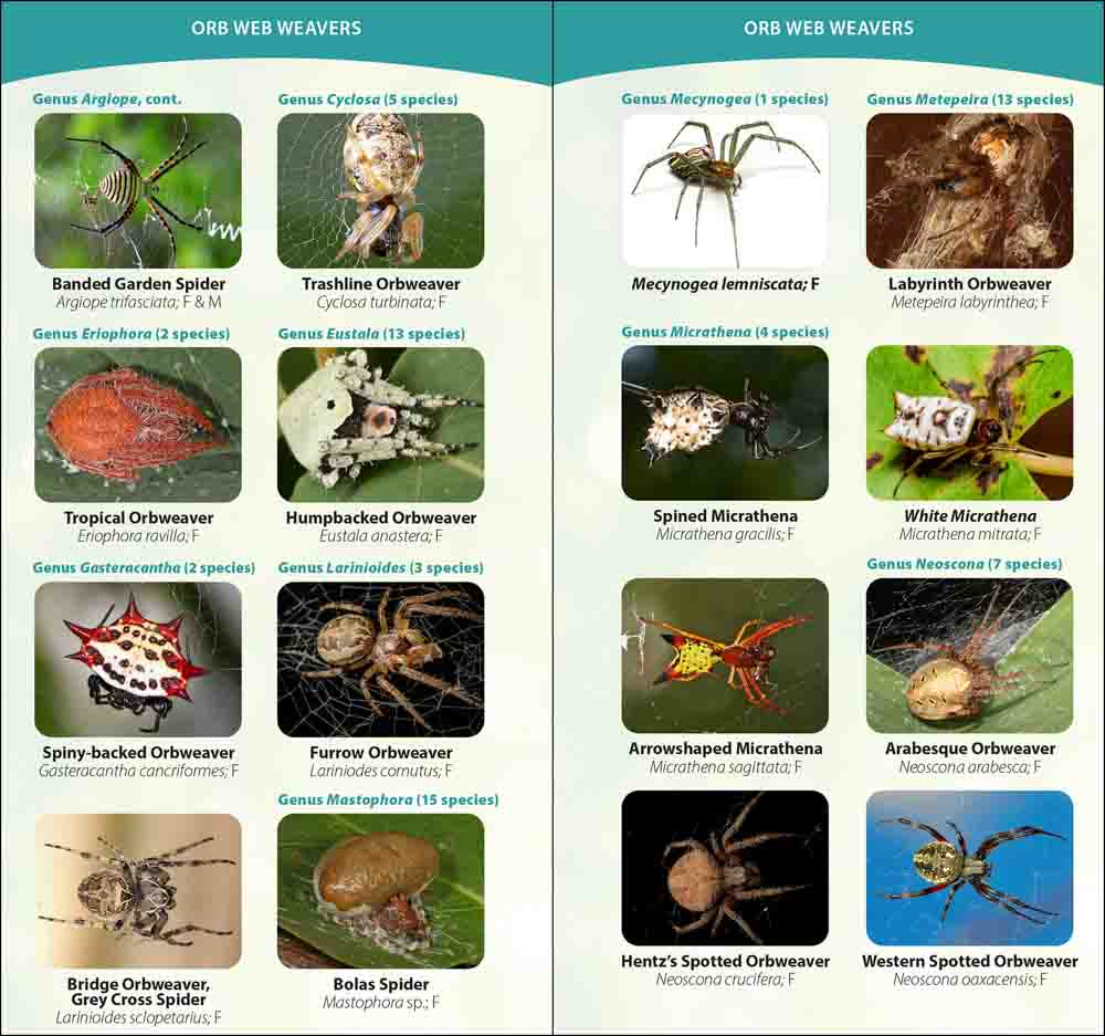 How to ID Spiders by Their Webs