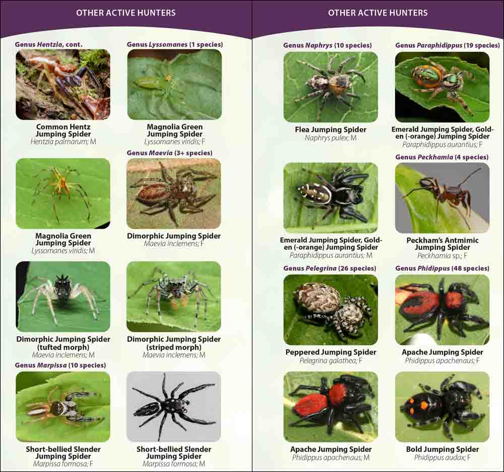 Spider Identification Chart