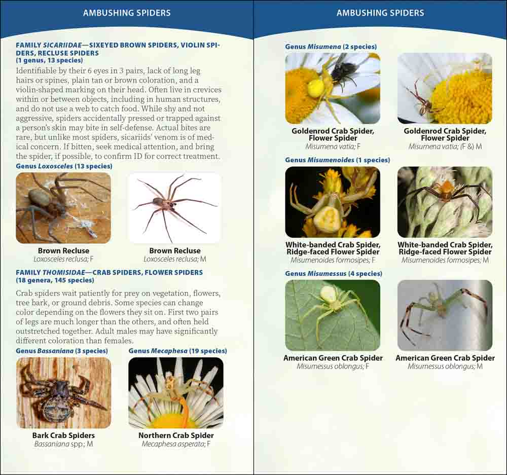 Spiders of the United States & Canada