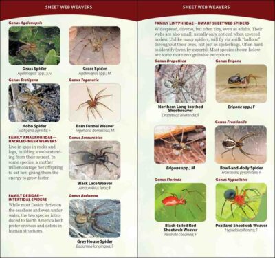 Spiders of the United States & Canada - Image 2