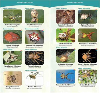 Spiders of the United States & Canada - Image 3