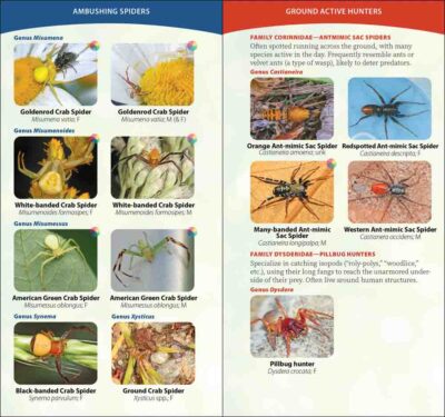 Spiders of the United States & Canada - Image 4