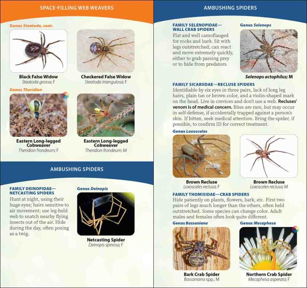 Spiders of the United States & Canada - AdventureKEEN Shop