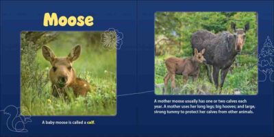 Forest Mamas & Babies - Image 2