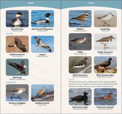Coastal Life of the Pacific Coast - Image 2