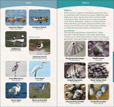 Coastal Life of the Pacific Coast - Image 3