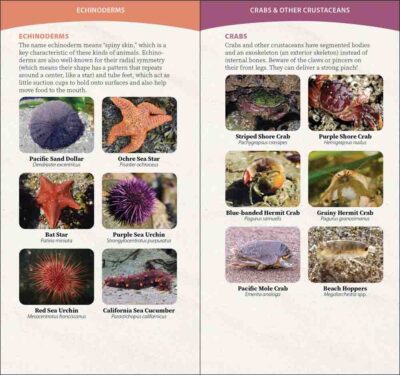 Coastal Life of the Pacific Coast - Image 4