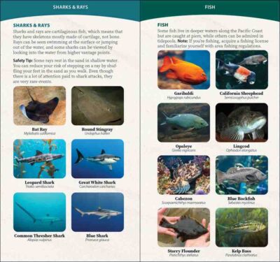 Coastal Life of the Pacific Coast - Image 5