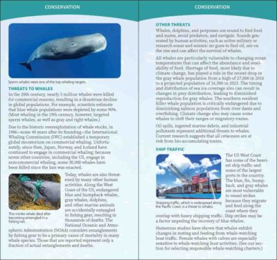 Whale-Watching on the Pacific Coast - Image 2