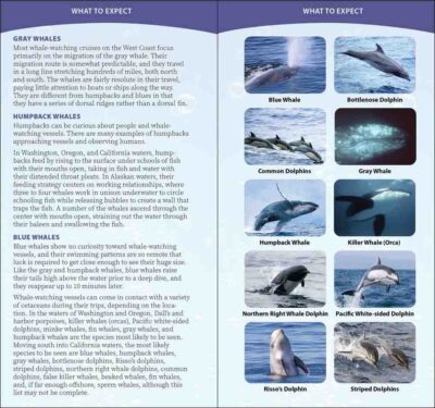 Whale-Watching on the Pacific Coast - Image 3