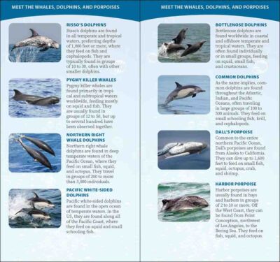 Whale-Watching on the Pacific Coast - Image 5
