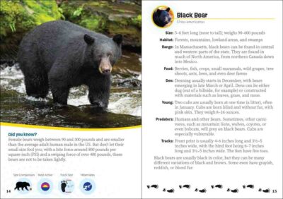 Critters of Massachusetts - Image 3