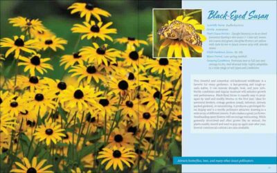 Native Plant Gardening for Birds, Bees & Butterflies: Lower Midwest - Image 5