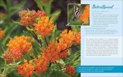Native Plant Gardening for Birds, Bees & Butterflies: Lower Midwest - Image 2