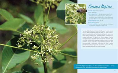 Native Plant Gardening for Birds, Bees & Butterflies: Lower Midwest - Image 3