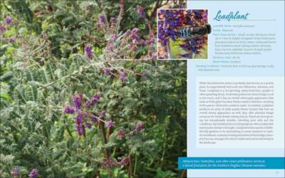 Native Plant Gardening for Birds, Bees & Butterflies: Lower Midwest - Image 4