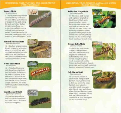 Caterpillars of North America - Image 2