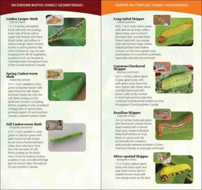 Caterpillars of North America - Image 3